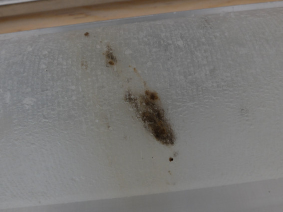 Ice Core Renland Visible Layer